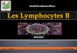 Faculté de médecine d’Oran Les Lymphocytes Buniv.ency-education.com/uploads/1/3/1/0/13102001/immuno31-lymph_… · Les lymphocytes B l’immunité humorale. Lettre de désignation