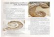 ammonites heteromorphes septembre 1998 num 265hybodus.free.fr/min_et_foss/ammonites_heteromorph... · La coquille peut alors présenter des types d'enroulement différents criocératique