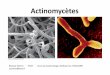Actinomycètesroneo07.free.fr/Actinobacteria.pdf · mise en évidence de bactéries corynéformes Gram + dans le pus Traitement : abcès superficiels : parage + désinfection abcès