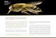 Des abeilles et Des fruits - jardinsdefrance.org · gamètes mâles (les noyaux spermatiques) via le ... Dans le cas des rosacées fruitières, ce sont les osmies ou abeilles maçonnes