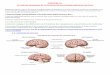 Chapitre 16- Le cortex sensoriel et la plasticité cérébrale .Le tronc cérébral est l’axe reliant