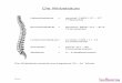 Die Wirbelsäule - bellissima-sillenbuch.de · Die Wirbelsäule Halswirbelsäule = cervical / HWS / C1 – C7 7 Halswirbel Brustwirbelsäule = thoracal / BWS / th1 – th12 12 Brustwirbel