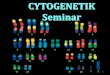 Citogenetikai alapfogalmak, kromoszóma …web.med.u-szeged.hu/mdbio/ger/material/2011-2012/semester2/zell_p/... · Autosomale GeschlechtschroHäufigkeit mosomale Häufigkeit Trisomie