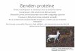 Genden proteine - anibal.gyte.edu.tranibal.gyte.edu.tr/.../Downloads/ders-53-56-genden-proteine.pdf · Genden proteine Genler, transkripsiyon ve translasyon yolu ile proteinleri belirler
