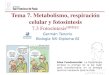 Tema 7. Metabolismo, respiración celular y fotosíntesisdpbiologia.weebly.com/uploads/2/1/5/5/21553524/gtp_t7... · 2016-10-06 · del ATP y coenzimas reducidos obtenidos del catabolismo