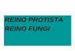 REINO PROTISTA REINO FUNGI - IES Sierra .Protistas de carácter fúngico: Mixomicetos. Protozoos
