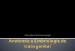 Disciplina de Ginecologia - …files.drresumo.webnode.com.br/200000005-934a994446/Anatomia e... · Genitália externa nas mulheres Estrógenos estimulam o desenvolvimento Tubérculo