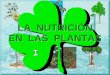 LA NUTRICIÓN DE LAS PLANTASiespoetaclaudio.centros.educa.jcyl.es/sitio/upload/nutricion... · LA NUTRICIÓN EN LAS BRIOFITAS (→ TALOFITAS) Lámina filoidal Rizoide . MUSGO . LA