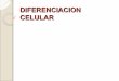 DIFERENCIACION CELULAR - … · Hay 3 tipos de células madres Totipotenciales: Son capaces de formar todos los tipos celulares y se encuentran en células de oocitos fecundados Multipotentes: