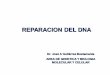 REPARACION DEL DNA - … · REPARACION DEL DNA Dr. José A Gutiérrez Bustamante AREA DE GENETICA Y BIOLOGIA MOLECULAR Y CELULAR. Las mutaciones pueden ser el resultado de: ... Rastrea