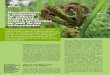 Recuperación y desarrollo de cultivos tradicionales mejora los medios de vida de … · 2018-03-28 · mantienen unas 900 especies de vegetales de hoja verde, nativos de África,