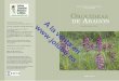 Orquídeas de Aragón la en · 2014-03-27 · Las especies que podemos encontrar en zonas ... y la distribución de las flores. Éstas nacen en la axila de una bráctea foliácea,