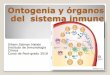 Ontogenia y organos del sistema inmunológico - … · Ontogenia: ORIGEN DE LAS HSCs •Médula ósea •Nicho: combinación de HCS y células del estroma, median señales extrínsecas