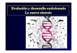 Evolución y desarrollo embrionario La nueva síntesis€¦ · Y, sin saber la razón, ... (especies o individuos) son ... • Las mutaciones en elementos cis-reguladores de los genes