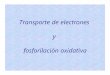 Transporte de electrones - Bioquimica Kinesiologia … · la velocidad de fosforilación oxidativa para reponer el ATP consumido. • En condiciones experimentales, el control respiratorio