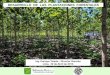 DESARROLLO DE LAS PLANTACIONES FORESTALES · •Otorgar la titulación para plantaciones forestales en ... Proyecto IICA/Embajada de Finlandia/BACKUS/REFORESTA PERU S.A.C. ... prácticas