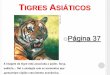 TIGRES ASIÁTICOS - Bedel Internet - Área do professorsistema.deltacolegio.com.br/upload/2608201307812_tigresmexico.pdf · Modelo de Industrialização e Plataforma de exportação