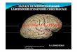Rappels sur le système nerveux - eddirasa.comeddirasa.com/wp-content/uploads/univ/medecine/medecine-anatomie_… · Morphologie externe : hémisphères cérébraux L di i é 1 