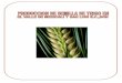 PRODUCCION DE SEMILLA DE TRIGO EN EL VALLE DE … · investigación sobre la influencia de algunas prácticas agronómicas en el rendimiento y calidad de semilla de ... Además, al