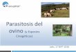 Parasitosis del ovino (y Especies Cinegéticas) · 2016-09-20 · Nematodos (gusanos redondos) Mas frecuentes en . ganados que pastan . Localización: Aparato digestivo ó respiratorio