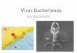 Virus Bacterianos - [DePa] Departamento de …depa.fquim.unam.mx/amyd/archivero/10VirusTransposones_19489.pdf · Clasificación morfológica: ... de Virus acorde a su genoma y estrategias