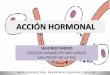 ACCIÓN HORMONAL - monicagonzalezvera · Prolactina - estimula la producción de leche materna después de dar a luz. Hormona adrenocorticotrópica (ACTH) - estimula las glándulas