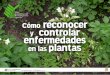 Cómo reconocer y controlar enfermedades en las plantassian.inia.gob.ve/pdfpnp/COMO RECONOCER Y CONTROLAR ENFERM… · parciales o totales. ... de compost deben ser repicados, humedecidos