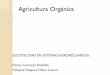 Agricultura Orgánica - sgpwe.izt.uam.· OBJETIVOS DE LA AGRICULTURA ORGANICA Practicar la Agricultura