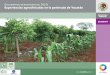 TECNOLOGÍA DE ESTABLECIMIENTO DE PALMA …a de... · Plantación de palma jipi intercalada con especies forestales maderables (caoba, cedro, ciricote y bojón) y cultivos agrícolas
