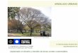 Acacia visco en Parque Almagro - Escuela de … · Está arraigado el concepto de poda en los árboles caducos. Arbolado urbano/ Problemas habituales - Predominio de especies exóticas