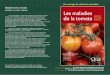 Maladies de la tomate - Inra - Centre Versailles-Grignon · Maladies de la tomate Identifier, connaître, maîtriser Consommée fraîche ou transformée, la tomate tient actuellement