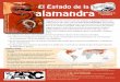 El Estado alamandra - parcplace.orgparcplace.org/wp-content/uploads/2018/03/El_Estado_de_la... · El Estado de la alamandra ... - La pérdida de salamandras puede indicar una mala