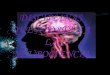 DISCIPLINAS QUE APORTAN A LA NEUROCIENCIA · memoria, lenguaje, socialización y control motor para ... estudio de la anatomía del cerebro humano es egipcio, el papiro de Edwin Smith