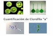 Cuantificación de Clorofila “a” - Cofes · •Todas las plantas verdes contienen clorofila-a ... •Los pigmentos se utilizan para identificar los grandes grupos algales. Estructura
