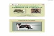 Presentación de PowerPointhelminto.inta.gob.ar/Alumnos/Jav/PARASITOS ANIMALES DE COMPAÑ… · •Ancylostoma caninum: perros y cánidos salvajes ... Afecta animales de zonas ribereñas
