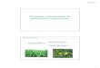 Principais características de gramíneas e leguminosasitaya.bio.br/materiais/gr leg 1.pdf · 2/3/2013 1 Principais características de gramíneas e leguminosas Plantas Forrageiras