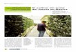 El cultivo sin suelo del fresón en Huelva - horticom.com · El cultivo de la fresa en sustrato está en plena expansión por múltiples razones: mano de obra, rotación vincu-lada
