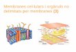 Membranes cel·lulars i orgànuls no delimitats per ...cosmolinux.no-ip.org/recursos_aula/BIO1erBAT/Citologia/Unitat_7... · La paret cel·lular està estructurada en una serie de