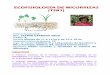 ECOFISIOLOGÍA DE MICORRIZAS (TSB1)bios.biologia.umich.mx/optativas_2018_2018/biol_mol/yazmin_carreon... · establecimiento de srnbiosg (relaaón planta- hongo), ... Cuki..os axénicos