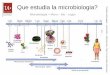 Que estudia la microbiologia? · Microbiología médica (humana, plantas, animales) Que estudia la microbiología? Microbiología ambiental y agrícola Estudia microorganismos patógenos