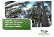 Manual de buenas prácticas forestales - Cluster Habic Buenas Practicas Forestales... · limpiezas, tala, etc. Este tipo de directrices son básicas, entre otras ... del mercado de