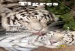 Tigres - Loro Parque Fundación · El pequeño tigre observó de nuevo su imagen en el río, con mucha atención. Sólo entonces pudo ... Los tigres están en peligro de extinción