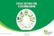 CICLO DE VIDA DEL CONTRIBUYENTE - Dirección General de ...· • Ciclo de Vida del Contribuyente