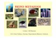 REINO METAZOOS - centros.edu.xunta.escentros.edu.xunta.es/iesoteropedrayo.ourense/dptos/bio/bach_1_2010... · REINO METAZOOS Filum Poriferos Filum Cnidarios Filum Moluscos Filum Artrópodos
