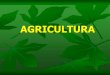 AGRICULTURA - [DePa] Departamento de Programas …depa.fquim.unam.mx/amyd/archivero/Agricultura_33134.pdf · En 1912: Proyecto de Ley Agraria. En 1915: (6 de enero) Carranza dicta
