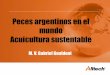 Peces argentinos en el mundo Acuicultura sustentable · Cerdos 2,7: 1 Aves ... Requisitos para la Harina y Aceite de Pescado ... • PLP Group 100% integrado . • Productores de