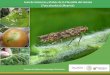 Guía de Síntomas y Daños de la Palomilla del tomate … · El adulto posee antenas filiformes. ... Larvas consumen el mesófilo de la hoja formando galerías o minas que le sirven
