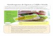 Hamburguesa de Quinoa y Coliflor Hindúdietistasynutricion.com/web/wp-content/uploads/2016/06/logo... · La coliflor (como otras crudíferas: brécol, coles Bruselas…) es rica en