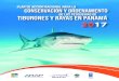 DE LAS PESQUERÍAS DE TIBURONES Y RAYAS EN PANAMÁmarviva.net/sites/default/files/documentos/mar_viva_-_pan_tiburon... · Biodiversidad en la Operación de los Sectores de Turismo