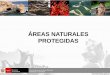 ÁREAS NATURALES PROTEGIDAS - infobosques.cominfobosques.com/portal/wp-content/uploads/2016/04/AREAS-NATURALES... · Santuarios Nacionales y los Santuarios Históricos. Áreas de